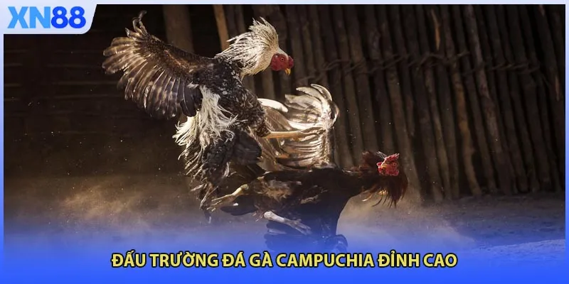 Đấu trường đá gà Campuchia đỉnh cao